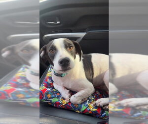Jack Russell Terrier-Unknown Mix Dogs for adoption in Sterling, MA, USA