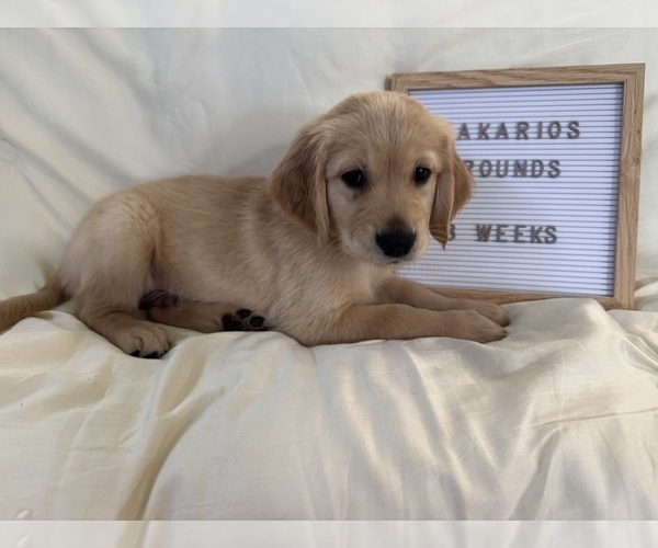 Medium Photo #9 Golden Retriever Puppy For Sale in CONWAY, SC, USA
