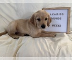 Small Photo #9 Golden Retriever Puppy For Sale in CONWAY, SC, USA