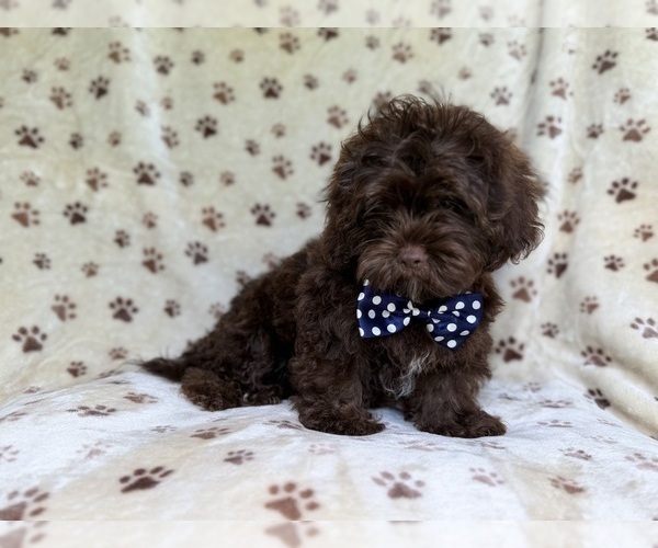 Medium Photo #3 ShihPoo Puppy For Sale in LAKELAND, FL, USA