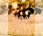 Small Photo #3 Shih Tzu Puppy For Sale in LEBANON, OR, USA