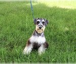 Small #1 Schnauzer (Miniature)