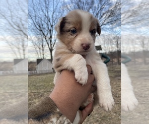 Medium Australian Shepherd