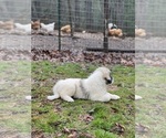 Small Photo #9 Great Pyrenees Puppy For Sale in BLAIRSVILLE, GA, USA