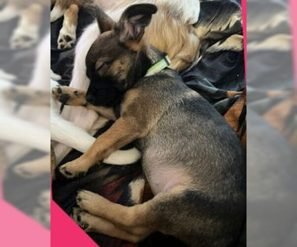 Medium Photo #2 Rat-Cha Puppy For Sale in Grafton, WI, USA