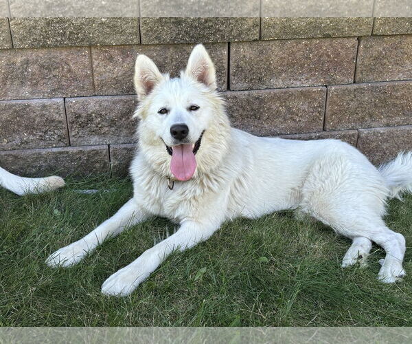 Medium Photo #3 Samoyed-Unknown Mix Puppy For Sale in Brooklyn Center, MN, USA