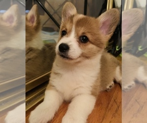 Pembroke Welsh Corgi Puppy for sale in HOLLYWOOD, CA, USA