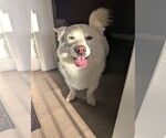 Small #1 Pembroke Welsh Corgi-Shiba Inu Mix