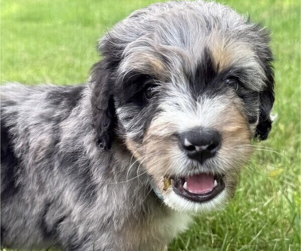 Medium Photo #2 Bernedoodle Puppy For Sale in SPRINGFIELD, OH, USA