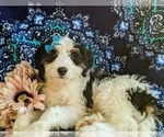 Small #2 Miniature Bernedoodle