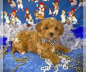 YorkiePoo Puppy for sale in WINNSBORO, LA, USA