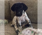 Small Photo #3 German Shorthaired Pointer Puppy For Sale in AUSTIN, TX, USA