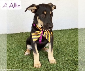 German Shepherd Dog-Unknown Mix Dogs for adoption in San Diego, CA, USA