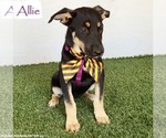 Allie - Female German Shepherd Dog-Unknown Mix Dog for Adoption - Small photo