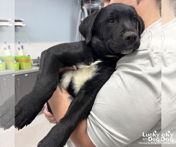 Medium Photo #1 Labrador Retriever-Unknown Mix Puppy For Sale in Washington, DC, USA