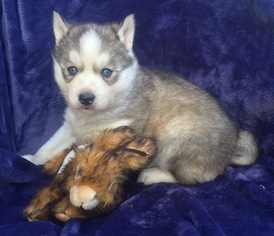 Siberian Husky Puppy for sale in SMITHVILLE, MO, USA