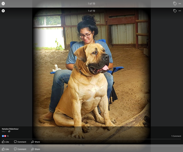Medium Photo #1 Boerboel Puppy For Sale in HUNTINGTON, TX, USA