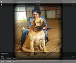 Small Photo #1 Boerboel Puppy For Sale in HUNTINGTON, TX, USA