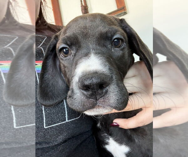 Medium Photo #8 Golden Retriever-Unknown Mix Puppy For Sale in Wenonah, NJ, USA