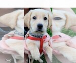 Small Photo #2 Labrador Retriever Puppy For Sale in CALDWELL, ID, USA