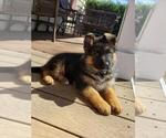 Small Photo #8 German Shepherd Dog Puppy For Sale in LOUISA, VA, USA