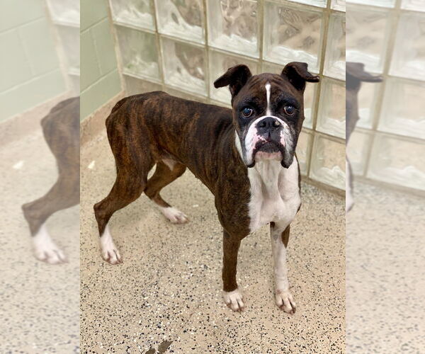 Medium Photo #2 Boxer Puppy For Sale in Austin, TX, USA