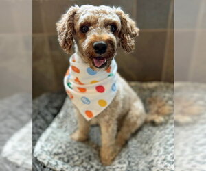 Oliver - Male Mutt Dog for Adoption - Photo #5