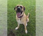 Small #2 Great Pyrenees Mix