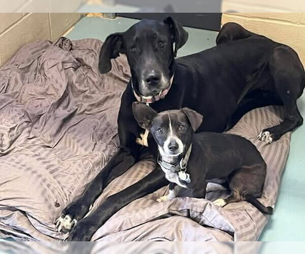 Medium Photo #1 Great Dane Puppy For Sale in Bullard, TX, USA