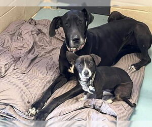 Great Dane Dogs for adoption in Bullard, TX, USA