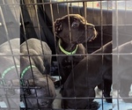 Puppy Sox Cane Corso