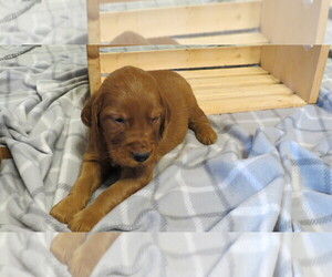 Golden Irish Puppy for Sale in FAIRVIEW, Kansas USA