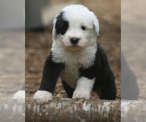 Old English Sheepdog Puppy for sale in PORTLAND, OR, USA
