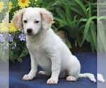 Small Photo #1 Cock-A-Poo-Poodle (Miniature) Mix Puppy For Sale in GORDONVILLE, PA, USA