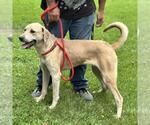 Small #1 Labrador Retriever Mix