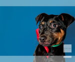 Small #3 Labrador Retriever Mix