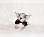 Puppy 9 Chihuahua
