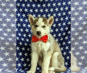 Siberian Husky Puppy for sale in QUARRYVILLE, PA, USA