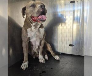 American Staffordshire Terrier-Unknown Mix Dogs for adoption in San Antonio, TX, USA