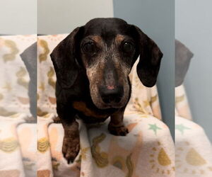 Dachshund Dogs for adoption in Weston, FL, USA