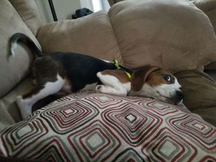 Beagle Puppy for sale in TARENTUM, PA, USA