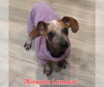 Small #6 Dachshund