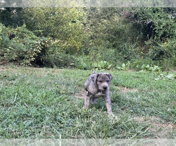 Medium Photo #7 Cane Corso-Daniff Mix Puppy For Sale in CHESAPEAKE, OH, USA