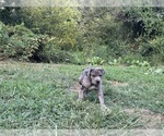Small #6 Cane Corso-Daniff Mix