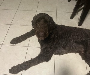 Labradoodle Dogs for adoption in INDIANAPOLIS, IN, USA