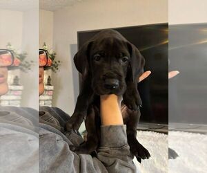 Great Dane Puppy for sale in LIVINGSTON, CA, USA