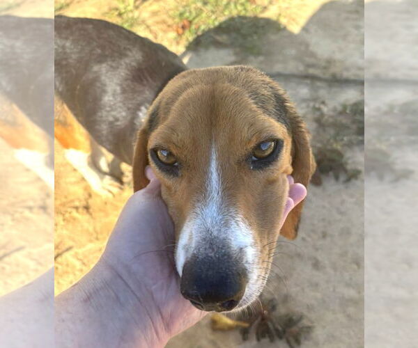 Medium Photo #4 Beagle Puppy For Sale in Dunnellon, FL, USA