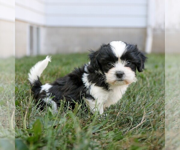 Medium Photo #2 Zuchon Puppy For Sale in ARTHUR, IL, USA