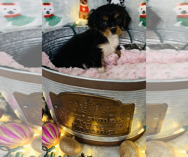 Full screen Photo #1 Cavalier King Charles Spaniel Puppy For Sale in CINCINNATI, OH, USA