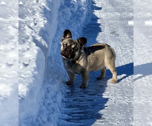 French Bulldog Dog for Adoption in LAURENS, Iowa USA